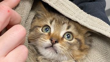 Denver kitten rescued after paws freeze to semi-trailer