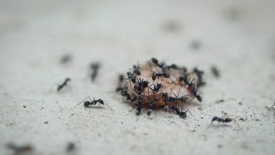 ants