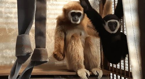 Japanese zookeepers believe they have solved the mystery of how a gibbon became pregnant despite living alone in her cage.
Momo, a 12-year-old white-handed gibbon, shocked her keepers at the Kujukushima Zoo and Botanical Garden in Nagasaki in February 2021 when she gave birth despite having no male companionship.