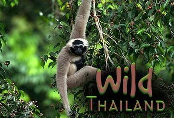 Wild Thailand