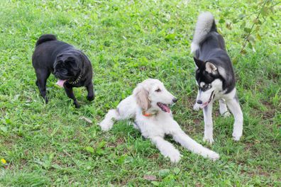 Cute afghan hound puppy, chinese pug puppy and siberian husky puppy are playing in the summer park. Pet animals. Purebred dog.