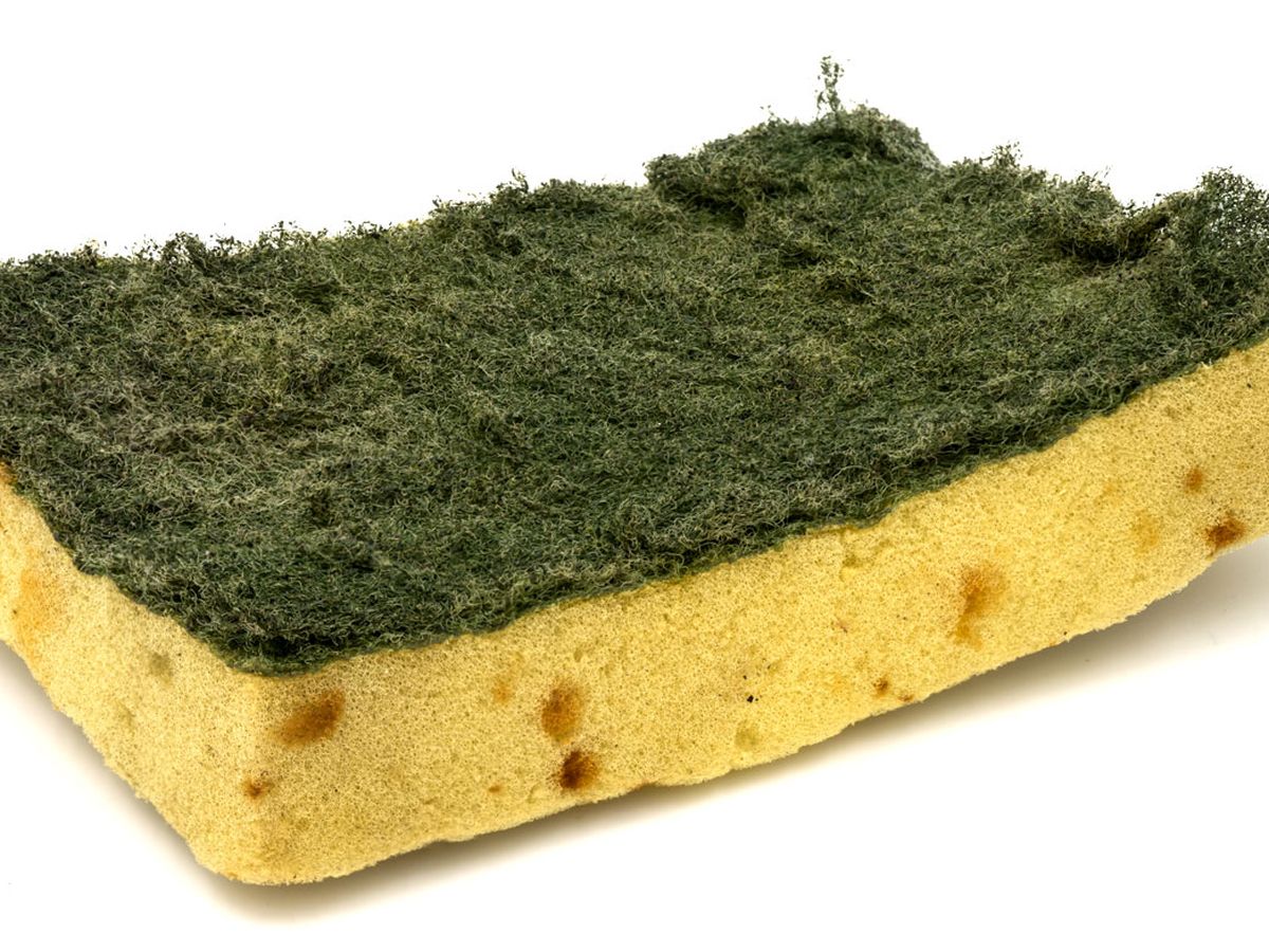 Sponges could be riddled with salmonella and campylobacter, research  suggests