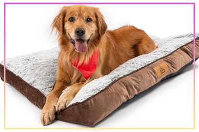 9PR: Dog beds