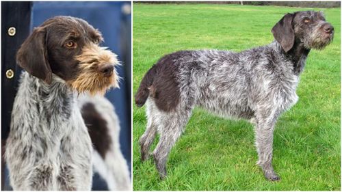 The German Wirehaired Pointer is one of the most popular breeds in Germany. Pictures: Wikipedia 