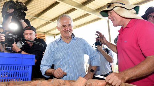 Malcolm Turnbull at a sweet potato farm in Central Queensland yesterday. (AAP)