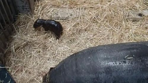 First pygmy hippo born at Melbourne Zoo in more than three decades