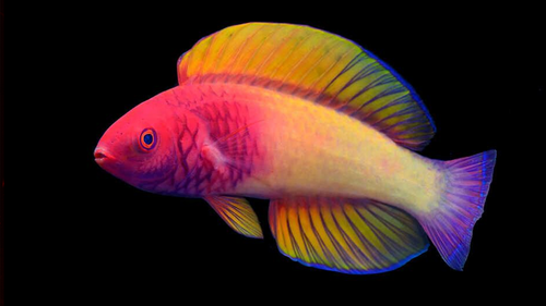 The multicoloured rose-veiled fairy wrasse is found in 'twilight reefs' off the Maldives.