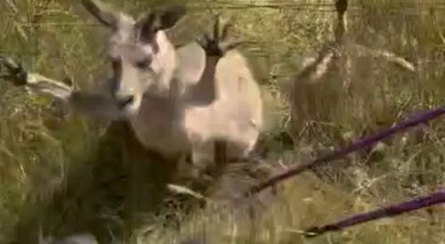 A Sydney woman was left unable to work for months after she was attacked by a kangaroo while trying to rescue a child trapped in a fence in the Blue Mountains of New South Wales. Melanie Stubbs, from Campbelltown, had been walking in the Megalong Valley near Katoomba with friends in December when the group spotted a joey dangling from a chain-link fence by its hind legs.