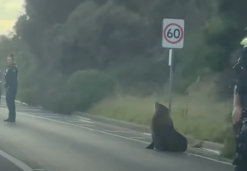 Sammy, la foca, blocca il traffico nella penisola di Mornington