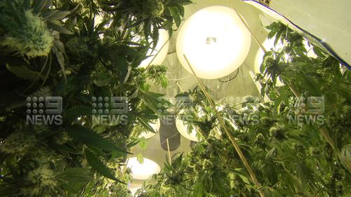Cannabis hydroponic set up found in Greenacre home.