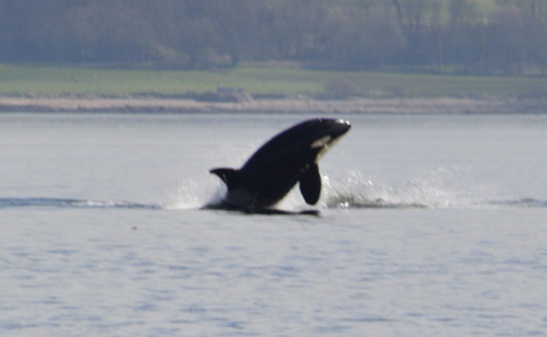 The pod, believed to include five adults and a youngster, were sighted near Dunoon. (AAP)