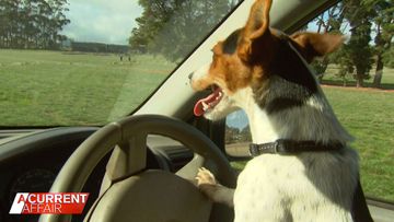 Owners of a ute-driving dog shocked by response to video