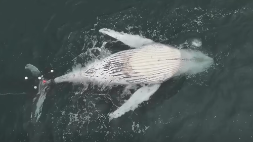 Uma jovem baleia jubarte foi encontrada morta emaranhada em redes contra tubarões ao sul de Sydney.