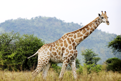 Giraffes have
excellent vision&#160;