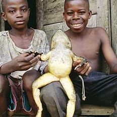 Largest frog with two boys (AFP)