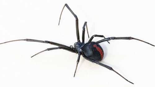 Young man bitten on penis by redback spider