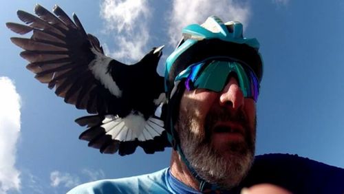 Melbourne cyclist Matthew Stacy said he can encounter three or four birds on his morning ride. (Instagram / bike_selfie_king)