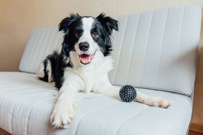 (Dogs) 5: Border Collie
