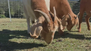 Queensland goat mowers