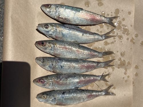 Hundreds of dead scaley mackerel are floating off Western Australia, sparking an investigation and orders not to swim at nearby beaches.﻿