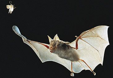 The echolocation method microbats use to navigate and hunt has been likened to which technology?