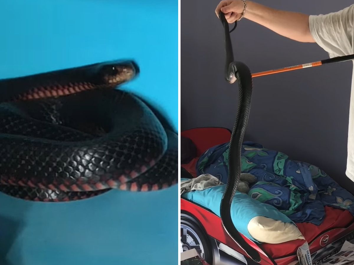 Red-bellied black snake with its head stuck in beer can found by Heyfield  man - ABC News