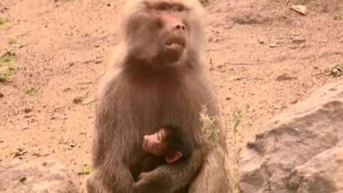 New baby baboon on board at Melbourne Zoo