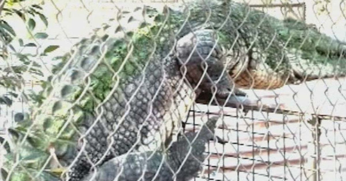 Broome crocodile video takes over the internet