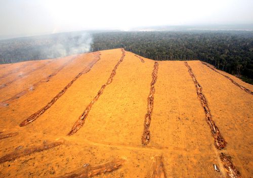 Large fields of soy near the city of Santarem in the Brazilian state of Para. Environmentalists say soybean farming has driven up the price of deforested land, encouraging cattle ranchers to sell their pastures and head deeper into the jungle, clearing forest and selling the wood to loggers. But Brazilian businessmen backing the soy expansion blame criticism on outside meddling.