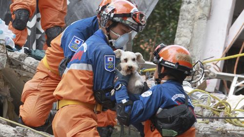 Japanese rescue workers reach the dog in a collapsed building where the search of victims continues, in Mexico City. (AAP)