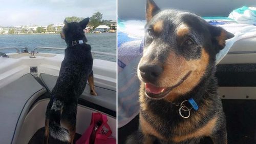 Buddy is treated to a boat ride. (Facebook/Buddy's Bucket List)