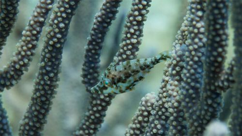 The filefish's uses colouration to create "false edges", thus disguising its real edges. (Justine Allen/Marine Biological Laboratory/Brown University)