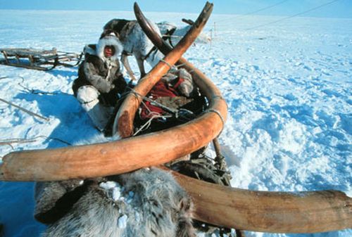 The tusks of what is believed to be a 23,000 year old woolly mammoth are carried on a reindeer sled. (AAP)