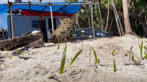 Se colocó un palo en el hoyo para ayudar al jaguar a subir con seguridad.