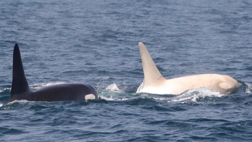 rare albino killer whale