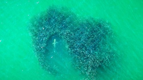 A drone captures a shark swimming off the coast of Long Island, New York.
