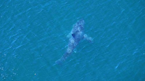 A 3.5m great white shark was ushered further off shore by lifeguards. (Twitter/@NSWSharkSmart)