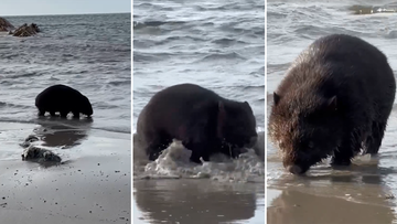 Wombat spotted wading at Tasmanian beach