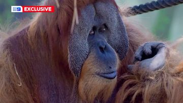 An orthopedic surgeon who is normally scrubbing up in Sydney&#x27;s biggest hospitals has instead performed a back operation on an Orangutan at a zoo.