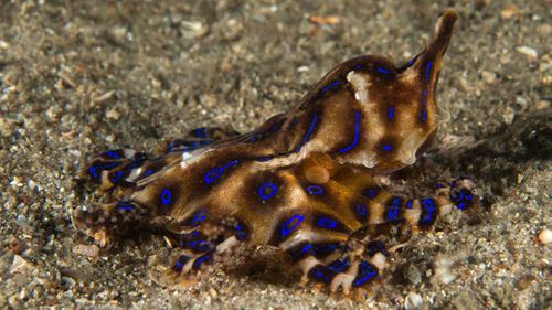 A Southern Blue-lined Octopus in Nelson Bay, NSW. (Julian Finn, Museums Victoria)