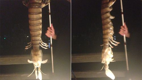 Fisherman reels in a 45cm prawn