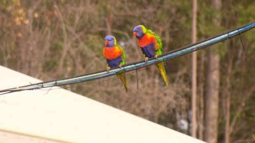The feeders attract lorikeets, which the neighbours say are too noisy.