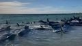 Boaties warned after orca rams small boat of Spanish coast