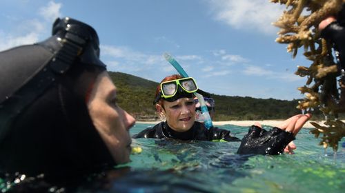 Senator Hanson 'coral incident' under investigation by reef officials