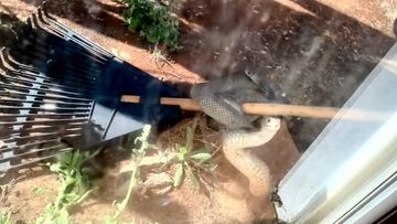 The eastern brown snake was filmed knocking repeatedly at the sliding door. 