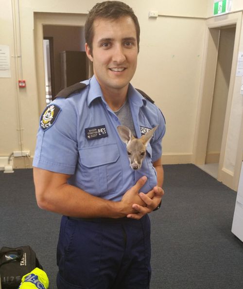 Western Australian policeman adopts orphaned baby roo