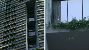 The vertical garden feature on the side of the Opal Tower is believed to be the cause of structural issues.