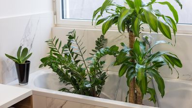 Watering and washing indoor plants in the bath 