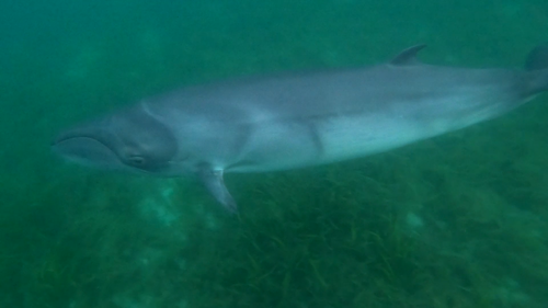 Two paddle boarders had a close encounter with ﻿what appears to be a Pygmy right whale.