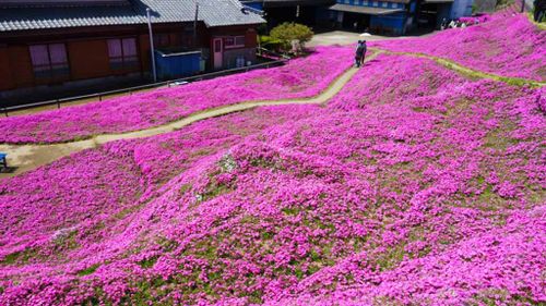 Thousands of flowers grew on the farm. (Facebook/Yoshiyuki  Matsumoto)